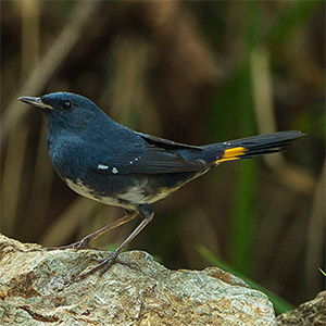 White-bellied Redstart